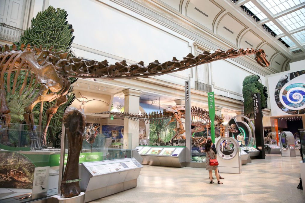Dino Zoom!